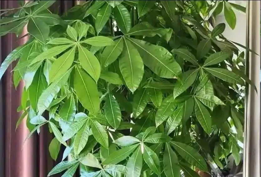 發財樹黃葉別亂剪！3招急救，15天恢復綠油油