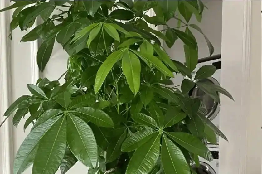 發財樹黃葉別亂剪！3招急救，15天恢復綠油油