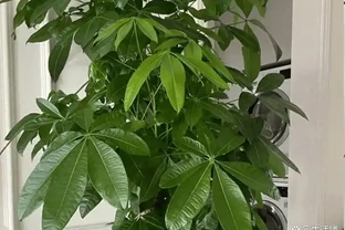 發財樹黃葉別亂剪！3招急救，15天恢復綠油油