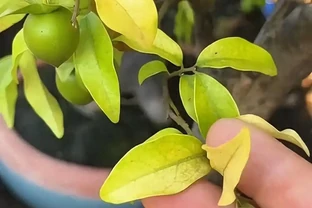 金彈子黃葉別愁，四大妙招助恢復
