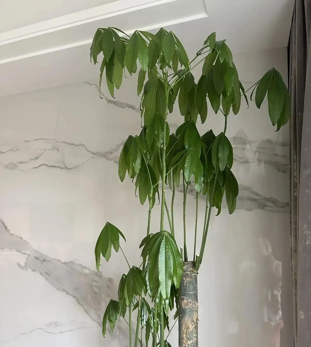 江蘇一男子,因「發財樹新葉下垂」求助,花匠:用4點能解決!