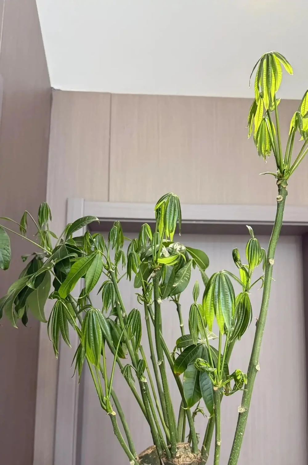 江蘇一男子,因「發財樹新葉下垂」求助,花匠:用4點能解決!