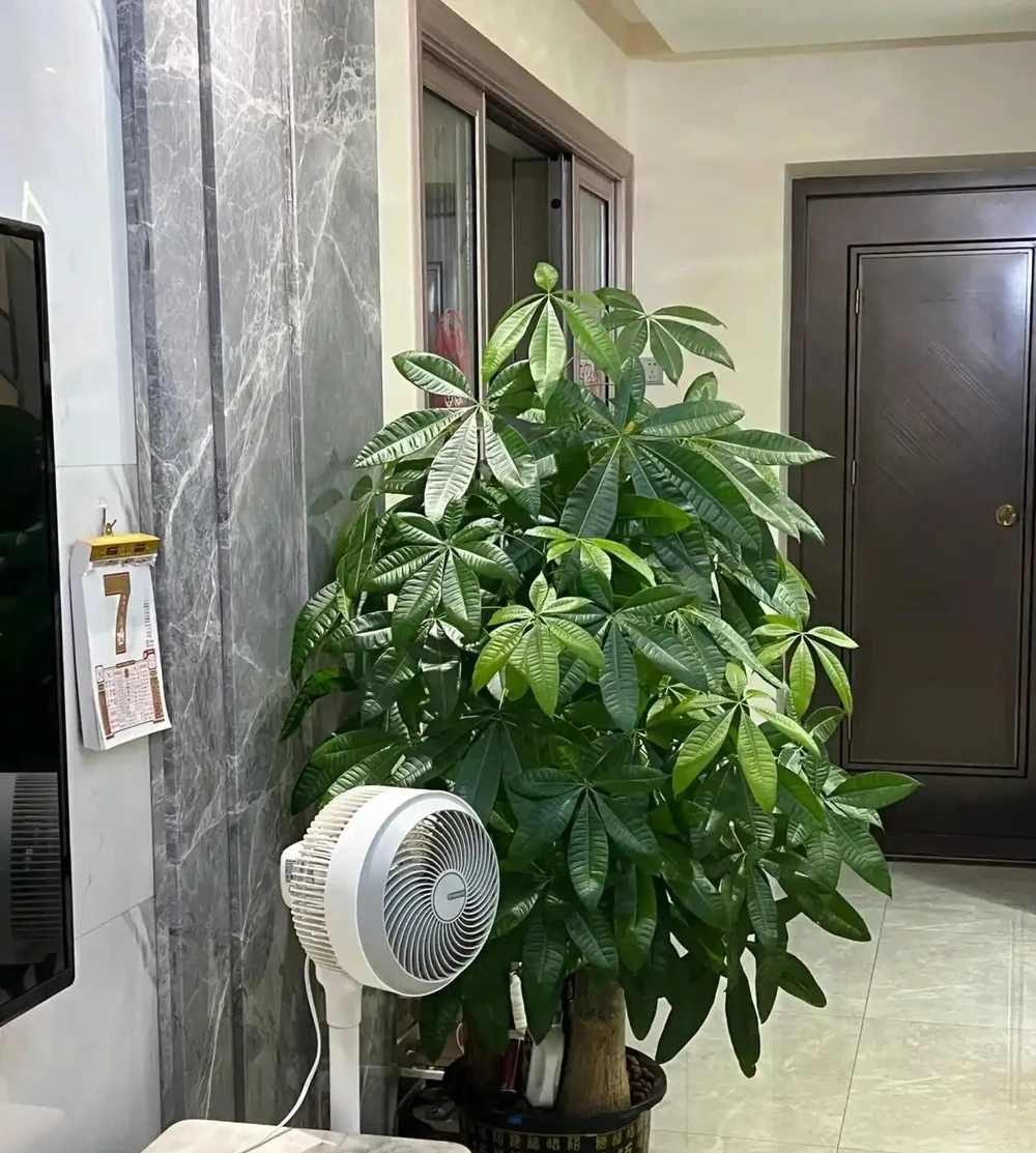 江蘇一男子,因「發財樹新葉下垂」求助,花匠:用4點能解決!