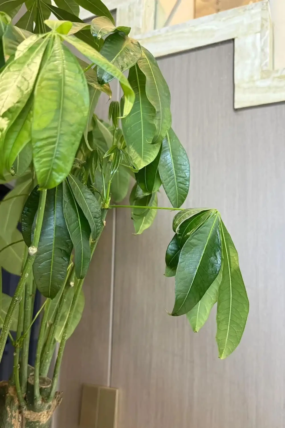 江蘇一男子,因「發財樹新葉下垂」求助,花匠:用4點能解決!