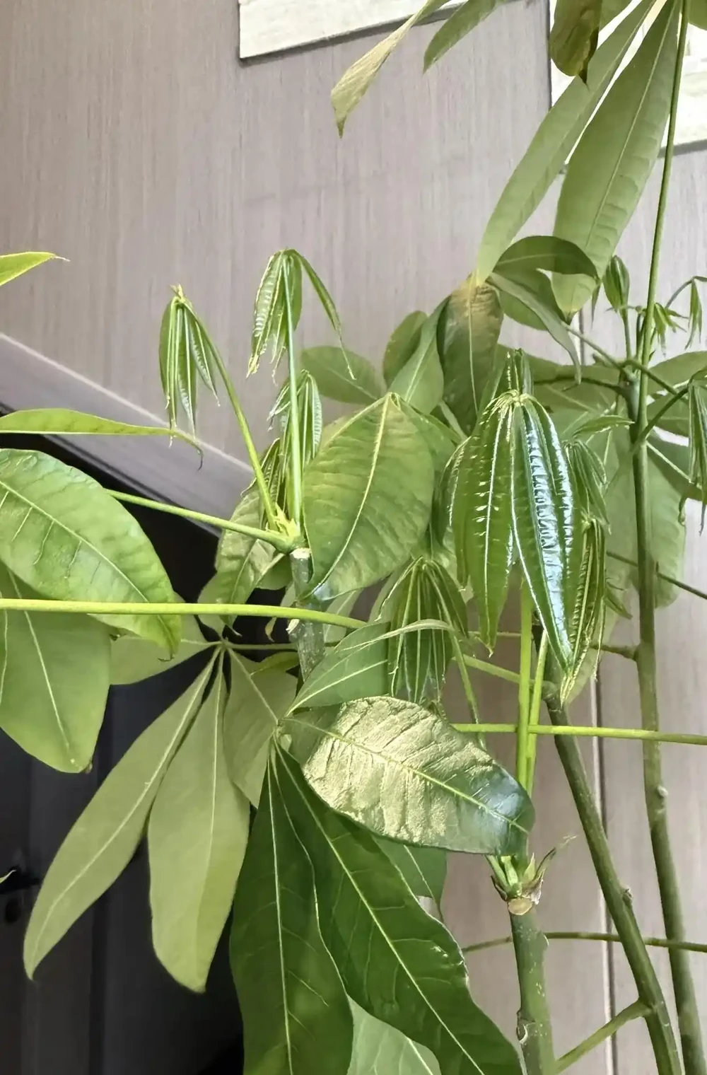 江蘇一男子,因「發財樹新葉下垂」求助,花匠:用4點能解決!