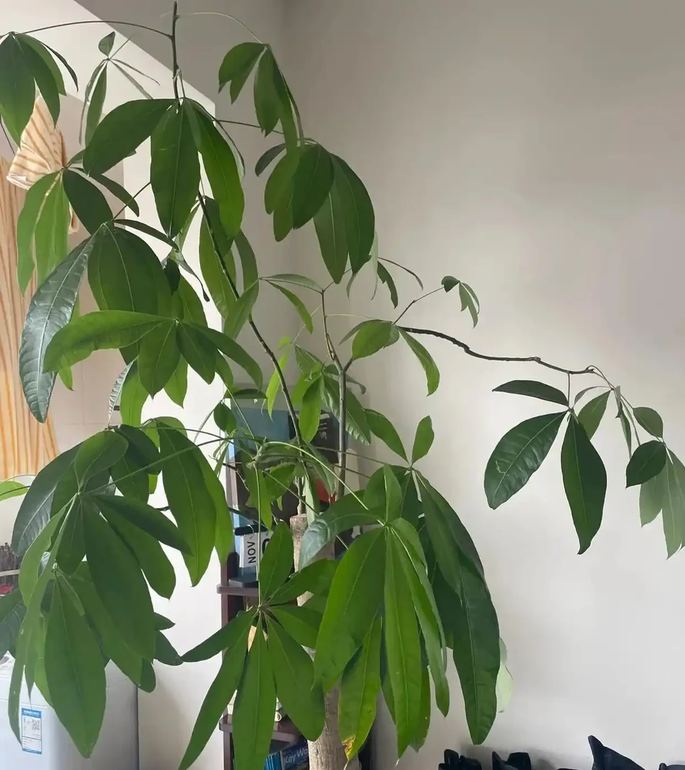 江蘇一男子,因「發財樹新葉下垂」求助,花匠:用4點能解決!
