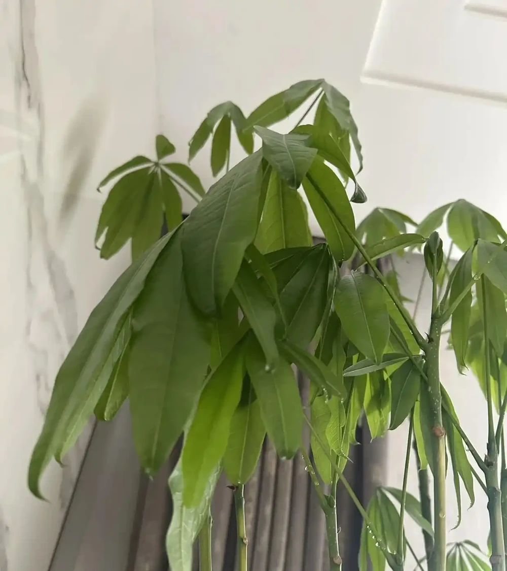 江蘇一男子,因「發財樹新葉下垂」求助,花匠:用4點能解決!