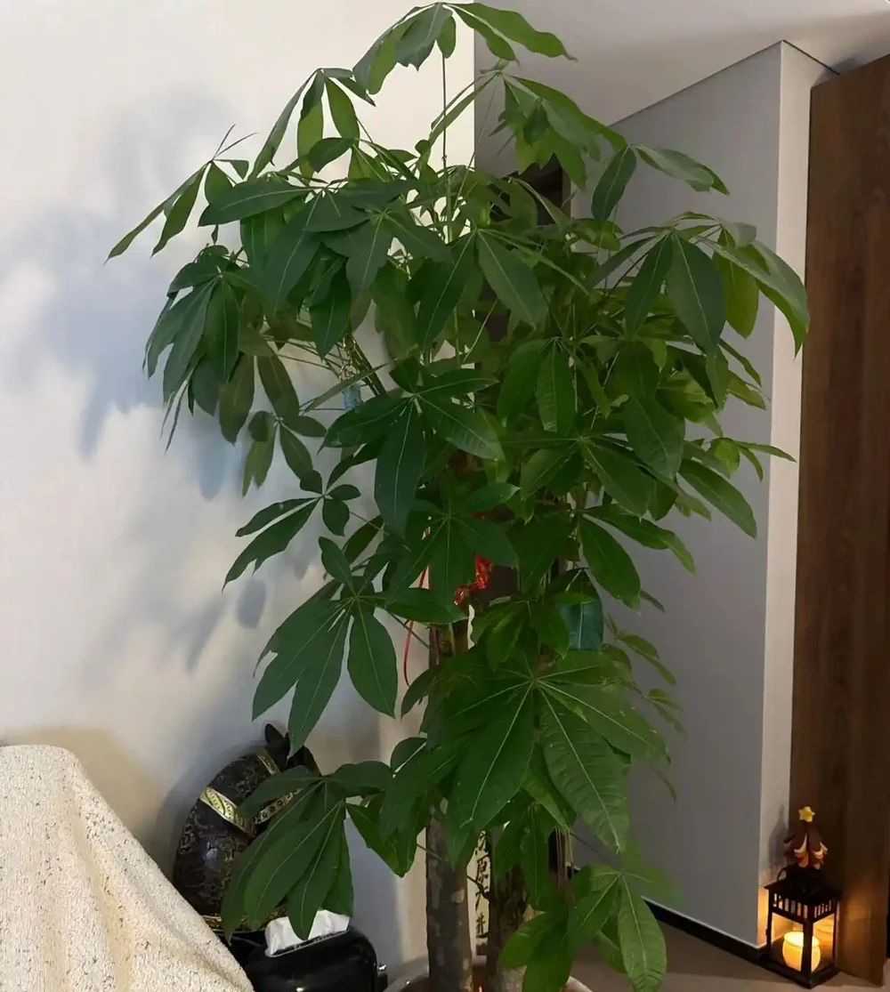 江蘇一男子,因「發財樹新葉下垂」求助,花匠:用4點能解決!
