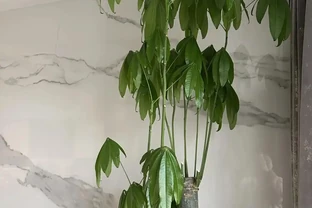 江蘇一男子，因「發財樹新葉下垂」求助，花匠：用4點能解決！