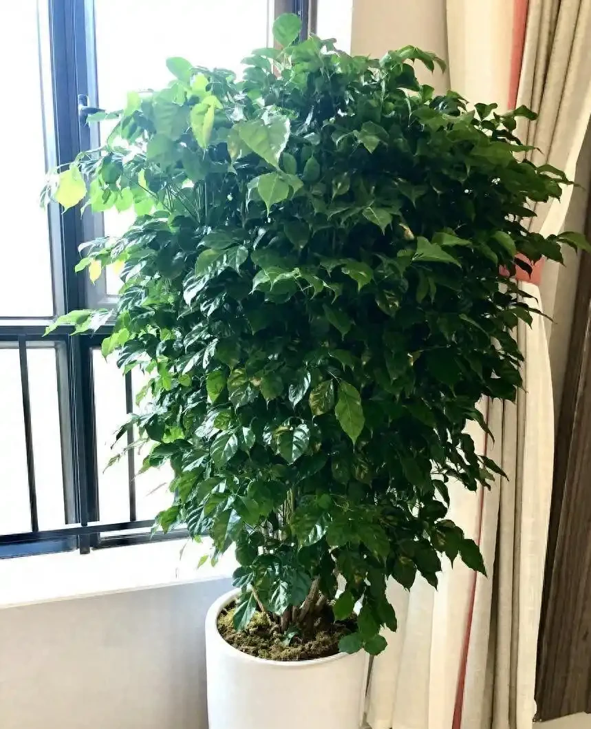 救命!幸福樹葉子長滿「老年斑」?剪葉噴藥是其次,這3個習慣才是禍根