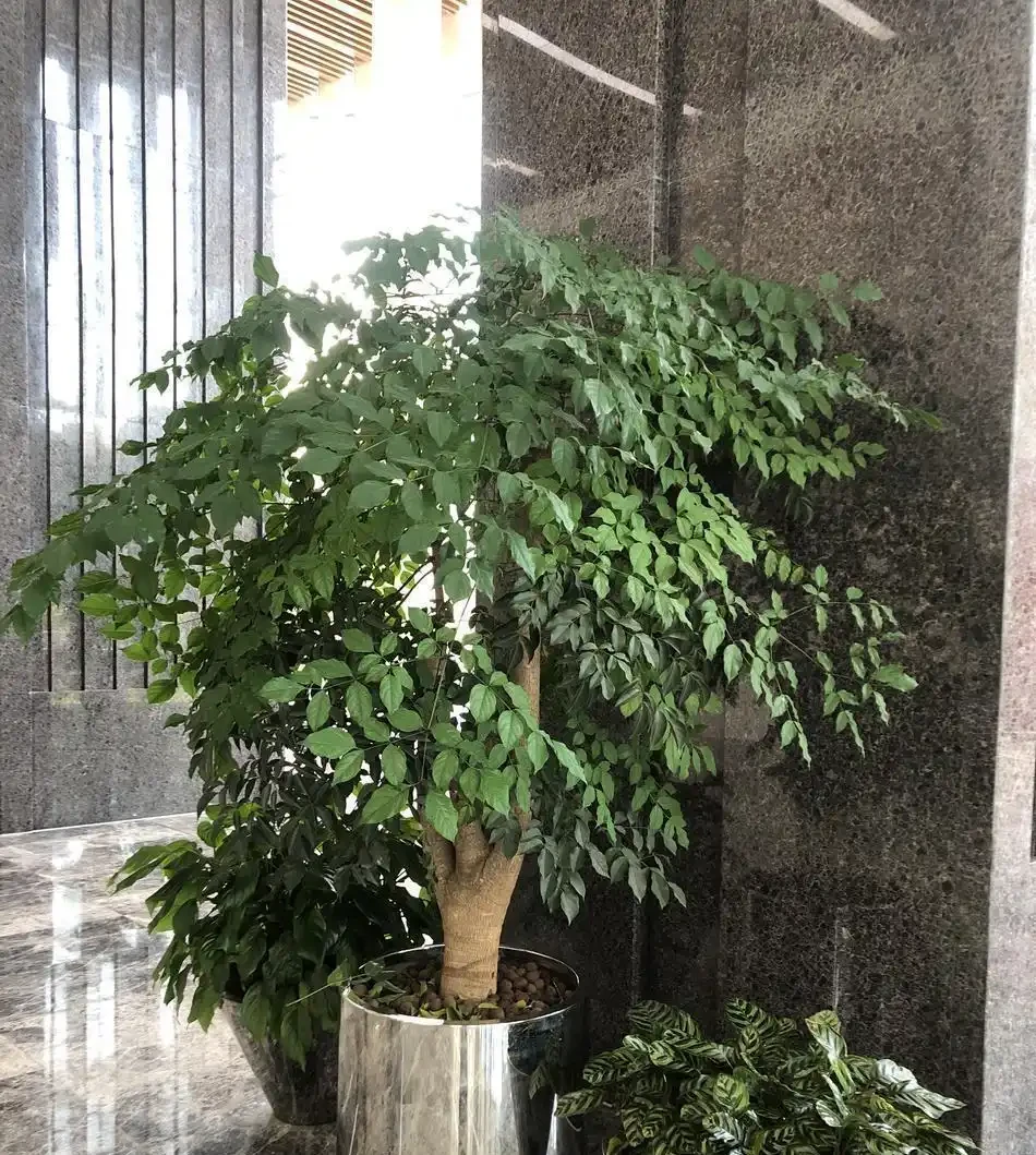 救命!幸福樹葉子長滿「老年斑」?剪葉噴藥是其次,這3個習慣才是禍根