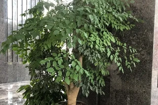 救命！幸福樹葉子長滿「老年斑」？剪葉噴藥是其次，這3個習慣才是禍根