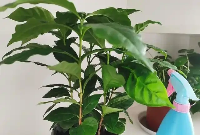 白糖水澆花別亂折騰，搞懂好處與禁忌才能養出滿盆好花！