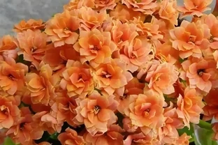 黃金葛玫瑰螃蟹蘭施肥就死？老花農絕不外傳的「四不施」原則，趕緊收藏