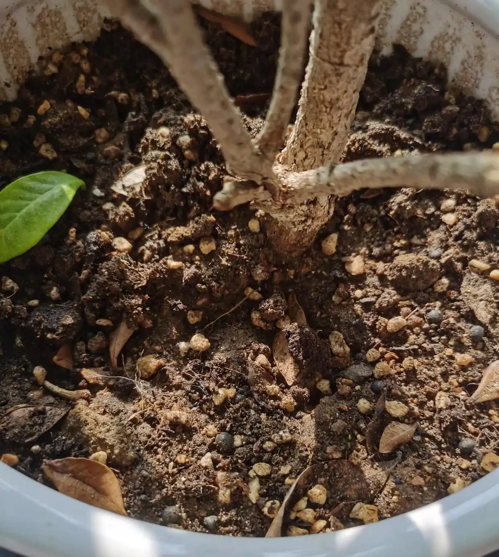 你的梔子花是不是也這樣？葉子從邊緣發黑一碰就掉？不是缺水，是踩了這5個養護雷區