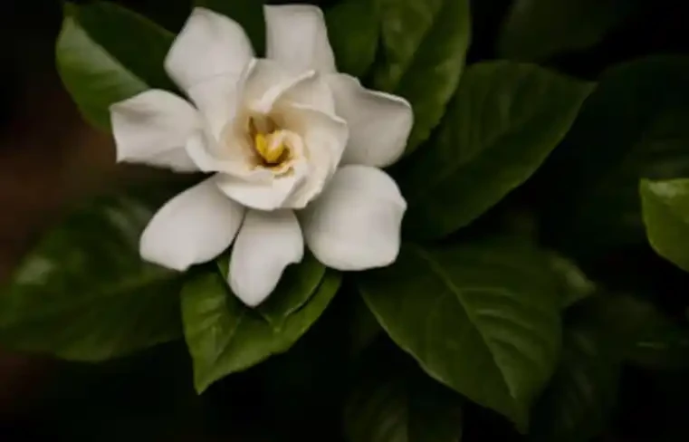 你的梔子花是不是也這樣？葉子從邊緣發黑一碰就掉？不是缺水，是踩了這5個養護雷區