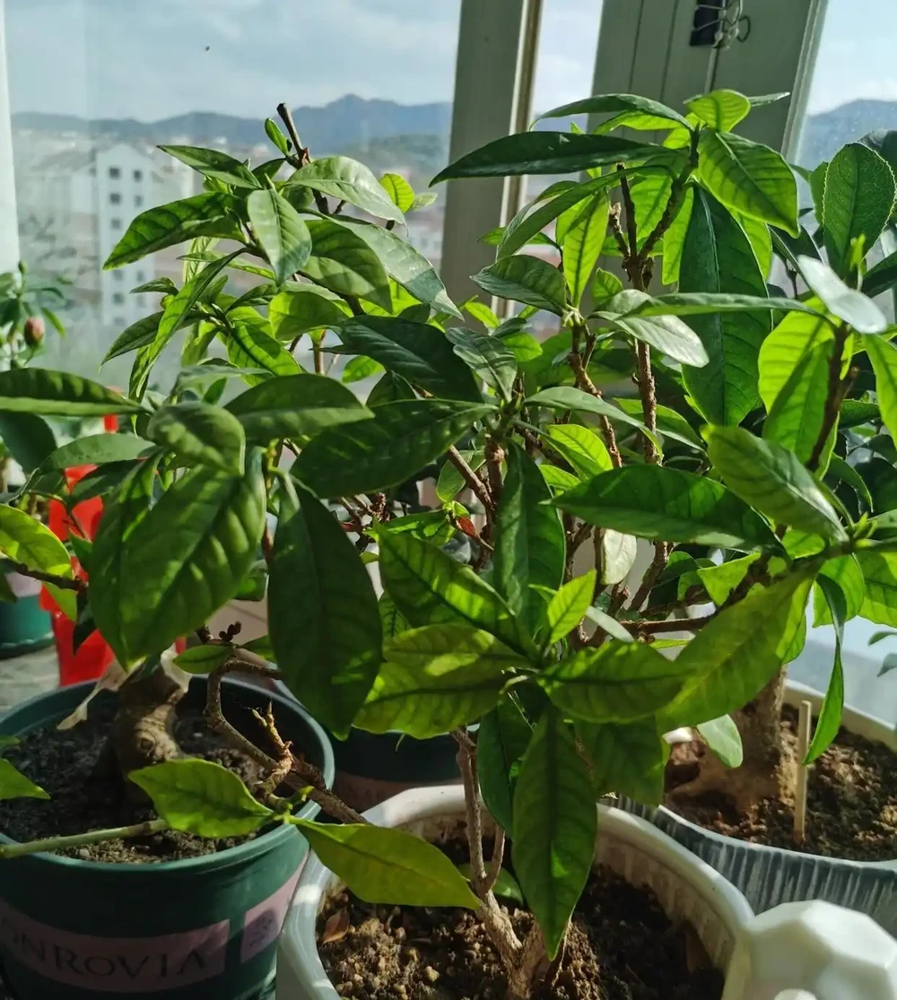 你的梔子花是不是也這樣？葉子從邊緣發黑一碰就掉？不是缺水，是踩了這5個養護雷區