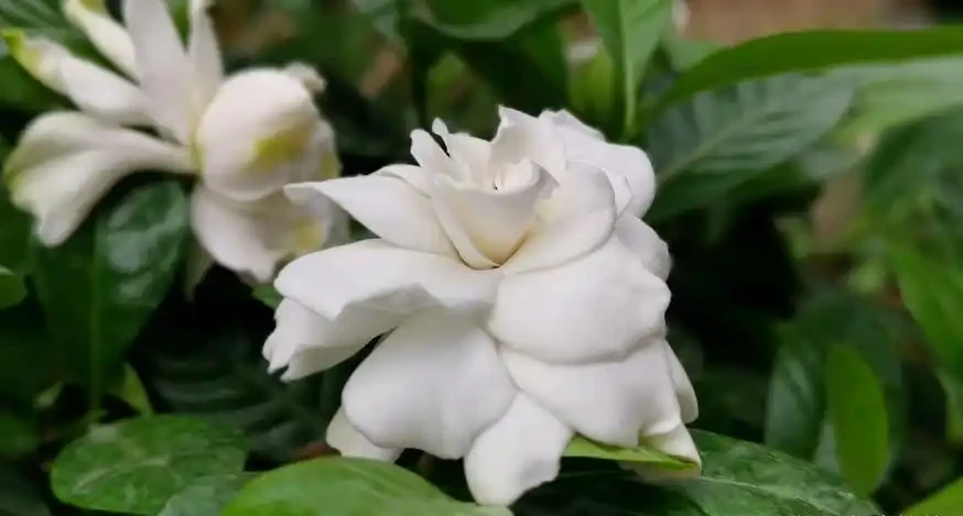你的梔子花是不是也這樣？葉子從邊緣發黑一碰就掉？不是缺水，是踩了這5個養護雷區
