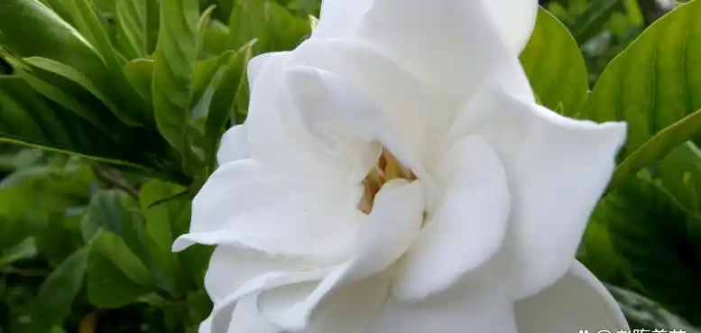 你的梔子花是不是也這樣？葉子從邊緣發黑一碰就掉？不是缺水，是踩了這5個養護雷區