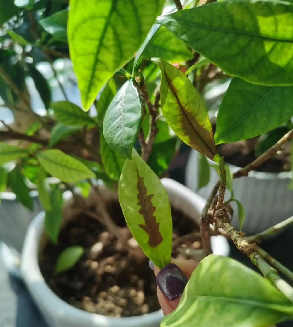 你的梔子花是不是也這樣？葉子從邊緣發黑一碰就掉？不是缺水，是踩了這5個養護雷區