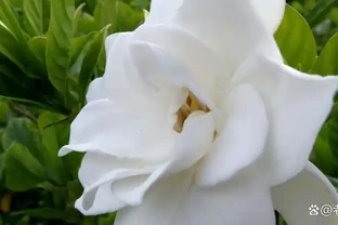 你的梔子花是不是也這樣？葉子從邊緣發黑一碰就掉？不是缺水，是踩了這5個養護雷區