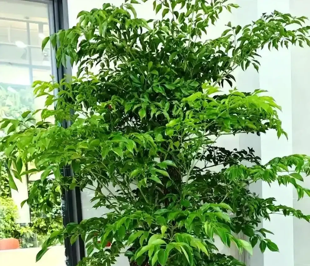 幸福樹葉子掉光?別扔!抓住這4個核心,1個月冒新芽,3個月長滿盆