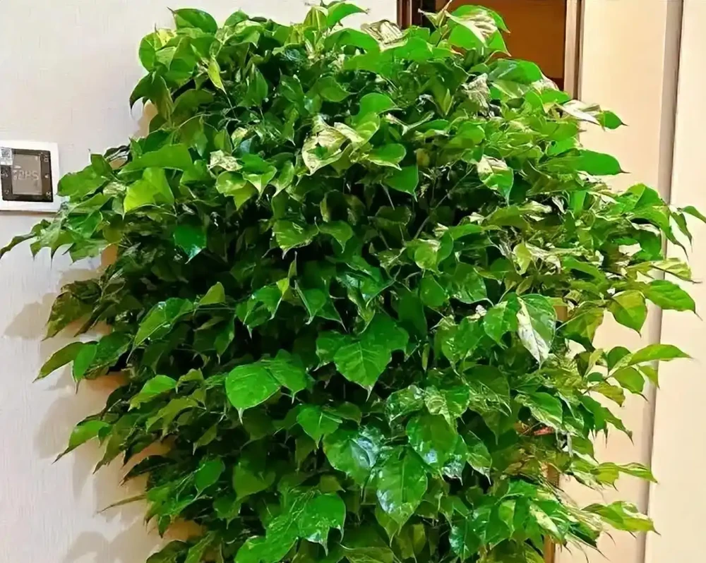 幸福樹葉子掉光?別扔!抓住這4個核心,1個月冒新芽,3個月長滿盆