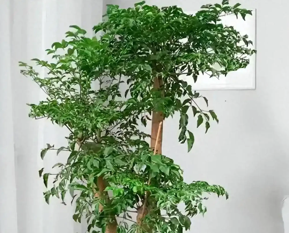 幸福樹葉子掉光?別扔!抓住這4個核心,1個月冒新芽,3個月長滿盆