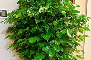 幸福樹葉子掉光？別扔！抓住這4個核心，1個月冒新芽，3個月長滿盆