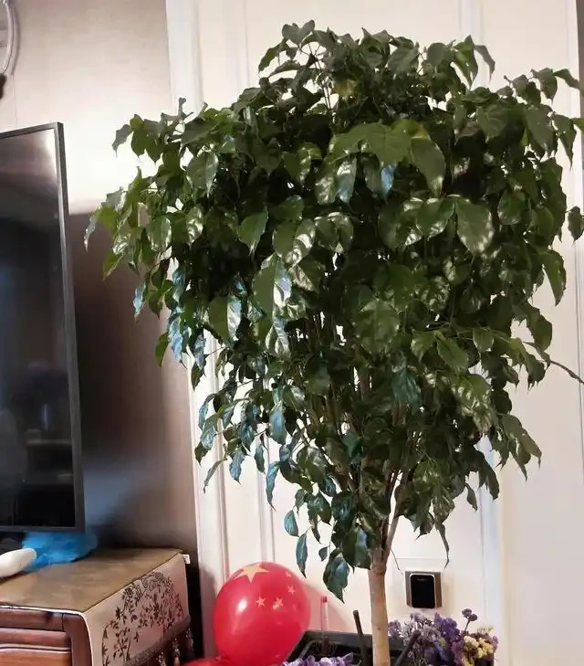 幸福樹黃葉莫心慌，三招救急返青，重拾滿室春光