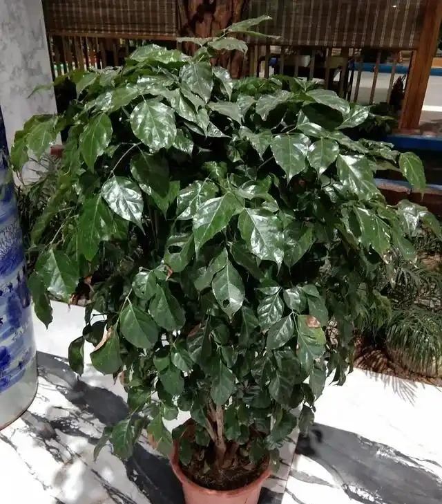 幸福樹黃葉莫心慌，三招救急返青，重拾滿室春光
