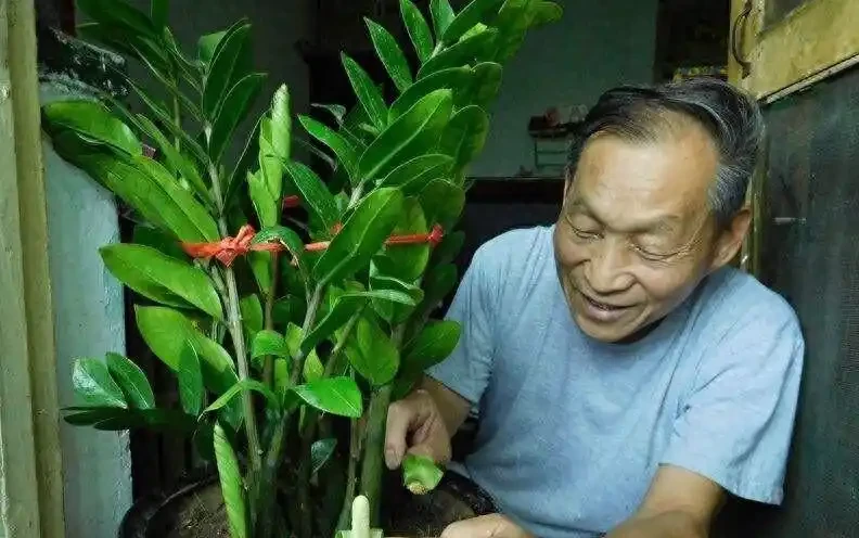 別再亂澆水了！雪鐵芋「破產」邊緣，養花大神四句口訣救活，葉子肥得流油