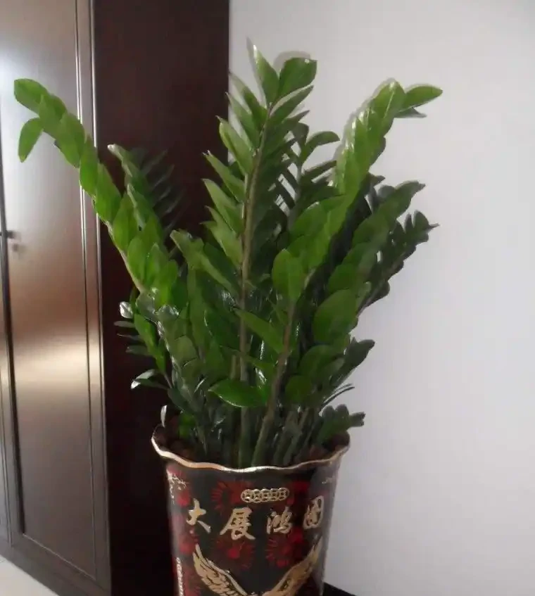 別再亂澆水了！雪鐵芋「破產」邊緣，養花大神四句口訣救活，葉子肥得流油