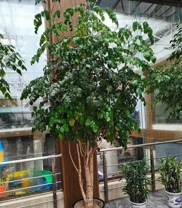 幸福樹黃葉莫心慌，三招救急返青，重拾滿室春光