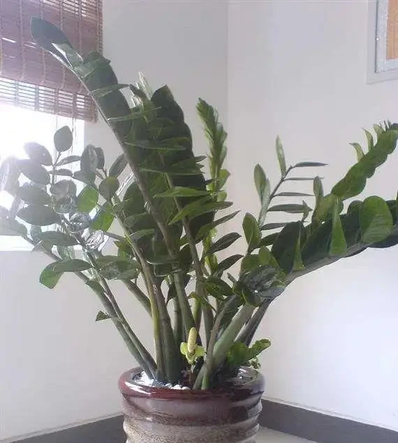 別再亂澆水了！雪鐵芋「破產」邊緣，養花大神四句口訣救活，葉子肥得流油