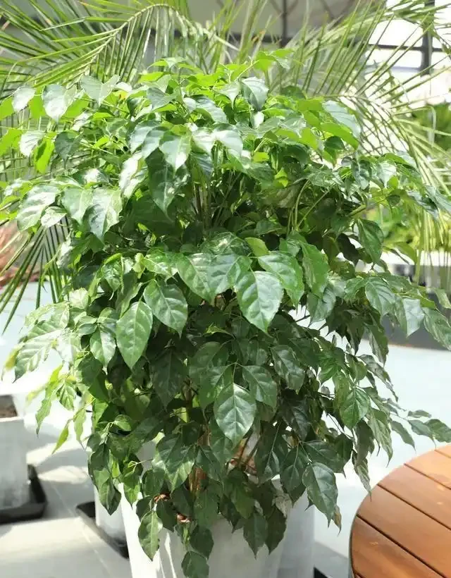 幸福樹黃葉莫心慌，三招救急返青，重拾滿室春光