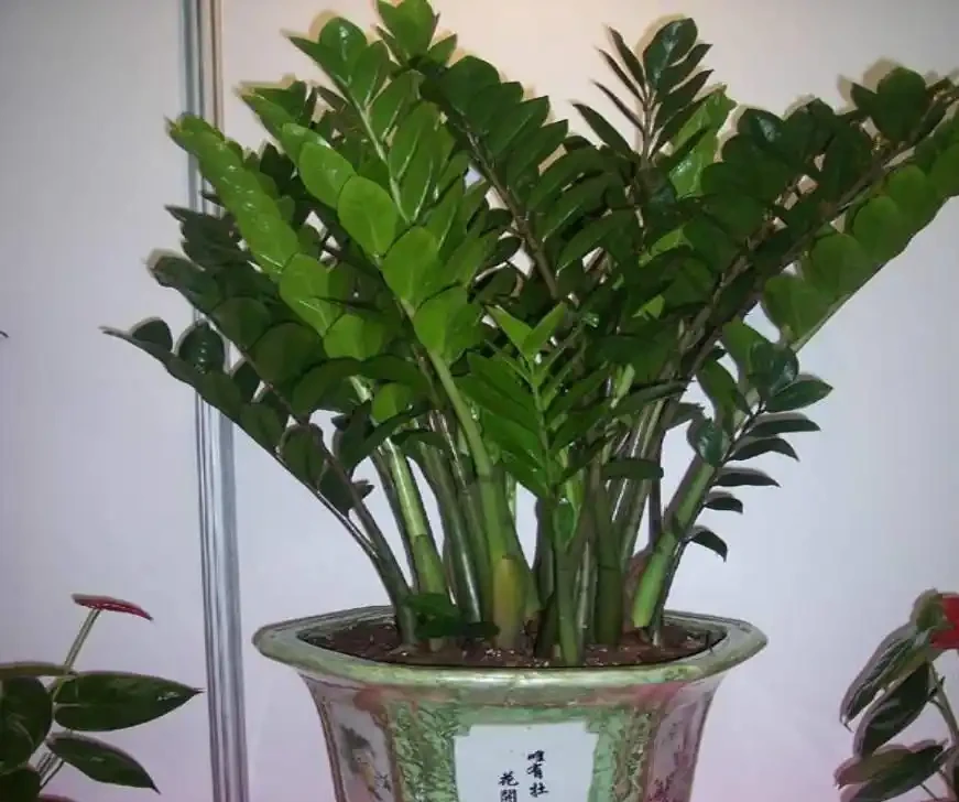 別再亂澆水了！雪鐵芋「破產」邊緣，養花大神四句口訣救活，葉子肥得流油