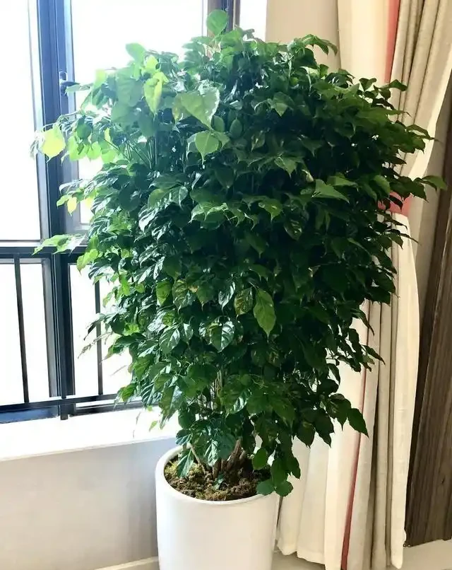 幸福樹黃葉莫心慌，三招救急返青，重拾滿室春光