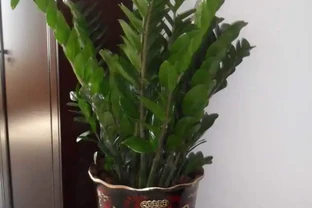 別再亂澆水了！雪鐵芋「破產」邊緣，養花大神四句口訣救活，葉子肥得流油