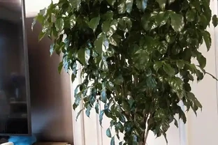 幸福樹黃葉莫心慌，三招救急返青，重拾滿室春光