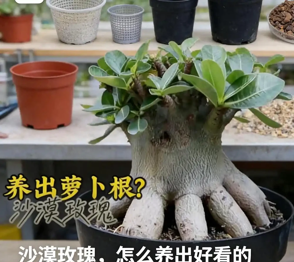 老花農的「虐根」秘籍:讓沙漠玫瑰自己長出大肚子,新手照做零失敗