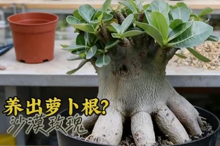 老花農的「虐根」秘籍：讓沙漠玫瑰自己長出大肚子，新手照做零失敗