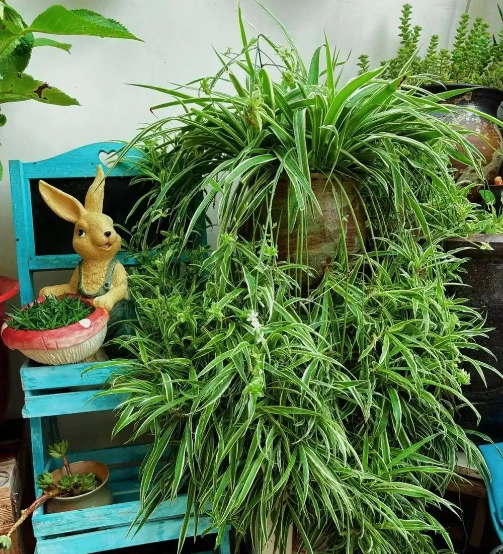 8種花是「甲醛的剋星」，屋裡放一盆，毒氣廢氣全吸光，身體更健康