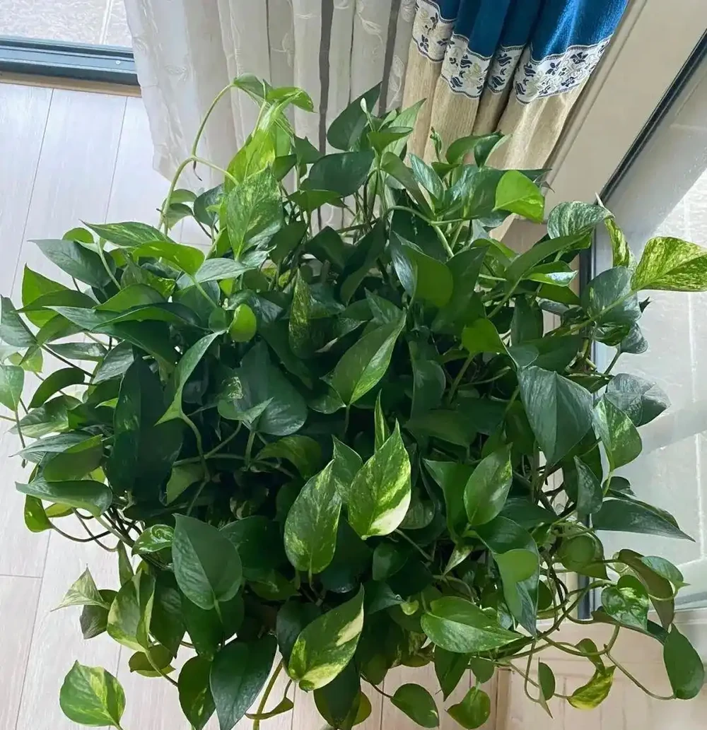 8種花是「甲醛的剋星」，屋裡放一盆，毒氣廢氣全吸光，身體更健康
