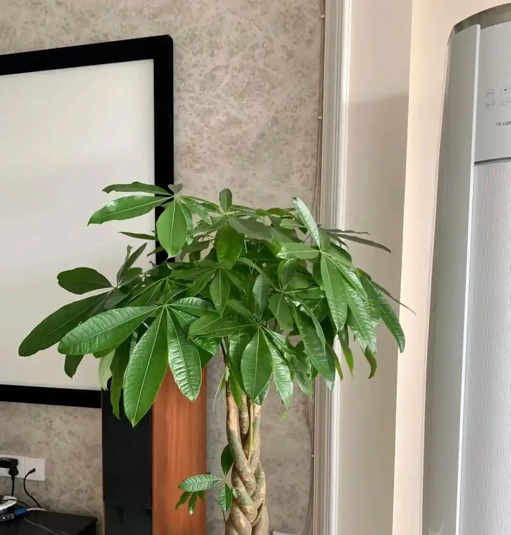 8種花是「甲醛的剋星」，屋裡放一盆，毒氣廢氣全吸光，身體更健康