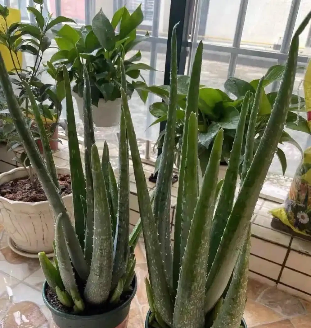 8種花是「甲醛的剋星」，屋裡放一盆，毒氣廢氣全吸光，身體更健康