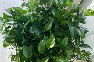 8種花是「甲醛的剋星」，屋裡放一盆，毒氣廢氣全吸光，身體更健康