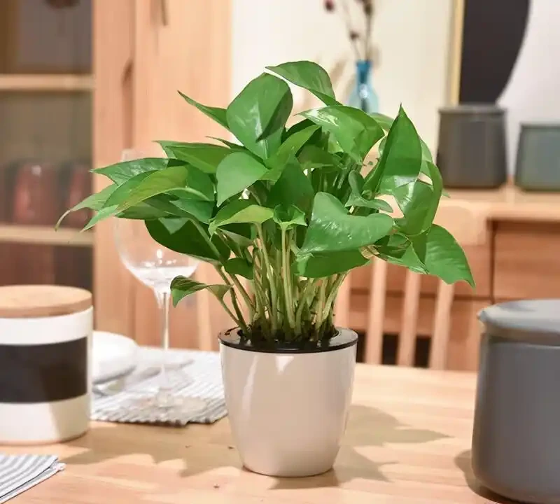 黃金葛黃葉怎麼辦?缺鐵急救+養護技巧,讓葉子重新油綠有光