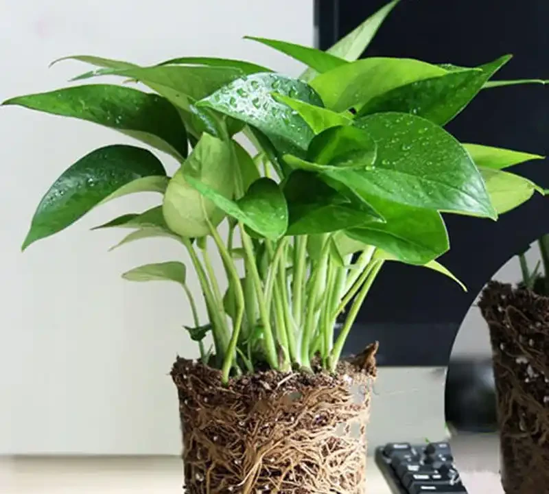 黃金葛黃葉怎麼辦?缺鐵急救+養護技巧,讓葉子重新油綠有光