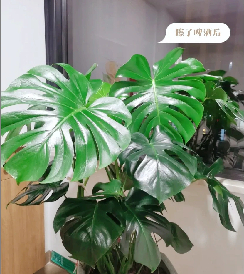 養花不花一分錢!6種天然花肥在家就能做,肥效高又環保